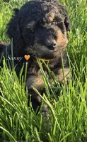 Sunny , a female Goldendoodle for sale in Defiance, OH – 1 of 4