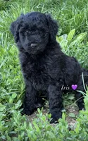 Iris, a female Goldendoodle for sale in Defiance, OH – 1 of 4
