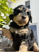 Peony, a female Goldendoodle for sale in Defiance, OH – 2 of 4