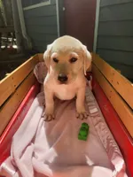 Willow, a female Labrador Retriever for sale in Rocky Mount, VA – 4 of 4
