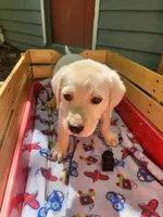 Sam, a male Labrador Retriever for sale in Rocky Mount, VA – 2 of 4