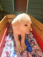 Benji , a male Labrador Retriever for sale in Rocky Mount, VA – 2 of 3