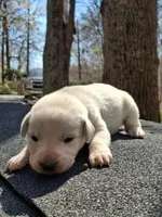 Bear, a male Labrador Retriever for sale in Rocky Mount, VA – Photo 4 of 7