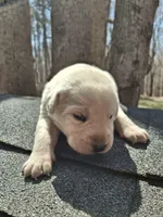 Bear, a male Labrador Retriever for sale in Rocky Mount, VA – Photo 7 of 7