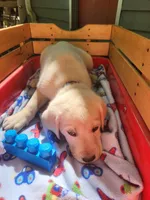 Benji , a male Labrador Retriever for sale in Rocky Mount, VA – 3 of 3