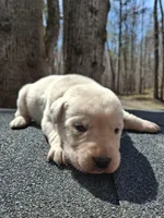 Lily, a female Labrador Retriever for sale in Rocky Mount, VA – Photo 2 of 4