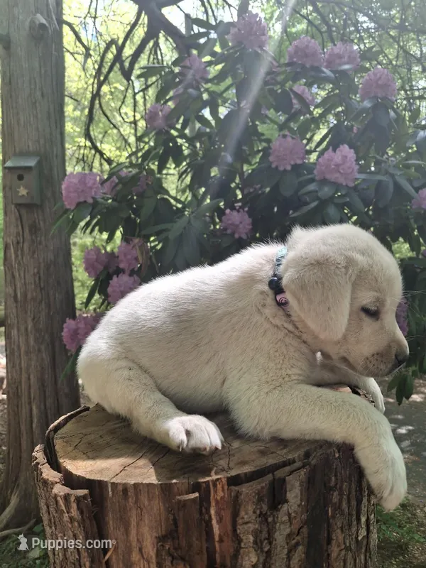 Lily – Labrador Retriever puppy for sale in Rocky Mount, VA
