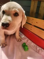 Willow, a female Labrador Retriever for sale in Rocky Mount, VA – 1 of 4