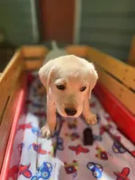 Sam, a male Labrador Retriever for sale in Rocky Mount, VA – 4 of 4