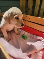 Willow, a female Labrador Retriever for sale in Rocky Mount, VA – 2 of 4