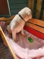 Willow, a female Labrador Retriever for sale in Rocky Mount, VA – 3 of 4