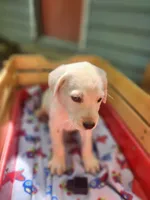 Sam, a male Labrador Retriever for sale in Rocky Mount, VA – 1 of 1
