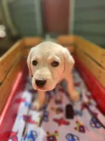 Sam, a male Labrador Retriever for sale in Rocky Mount, VA – 3 of 4