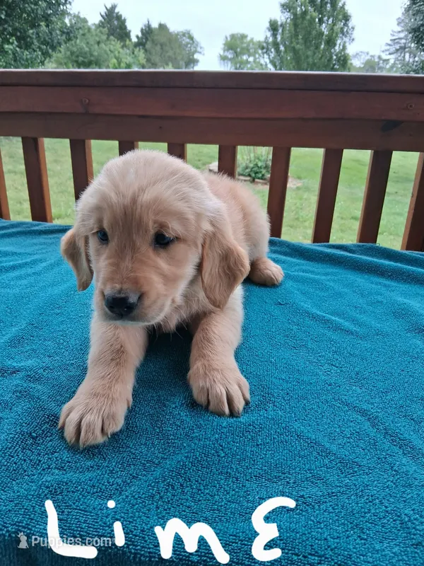 Barley  – Golden Retriever puppy for sale in Rocky Mount, VA