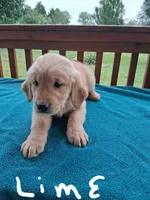 Barley , a female Golden Retriever for sale in Rocky Mount, VA – 1 of 1