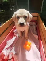 Pearl, a female Labrador Retriever for sale in Rocky Mount, VA – 2 of 3
