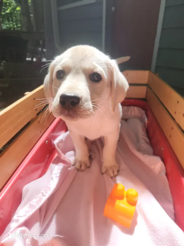 Pearl – Labrador Retriever puppy for sale in Rocky Mount, VA