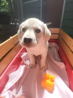 Pearl, a female Labrador Retriever for sale in Rocky Mount, VA – 1 of 3