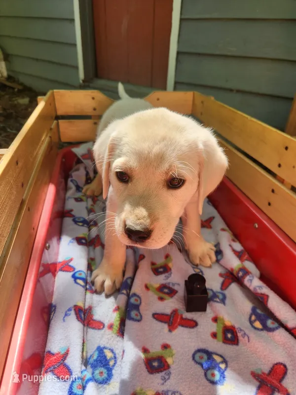 Sam – Labrador Retriever puppy for sale in Rocky Mount, VA