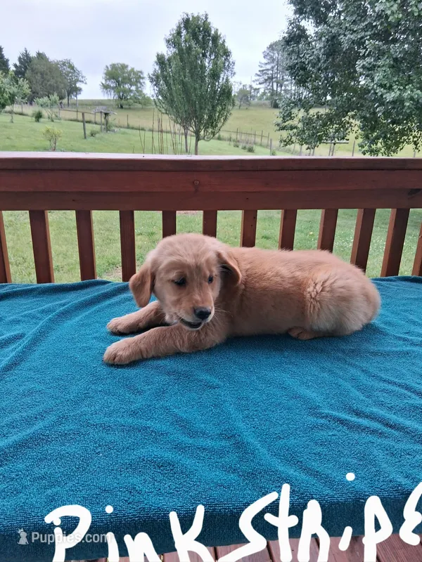 Sammie – Golden Retriever puppy for sale in Rocky Mount, VA