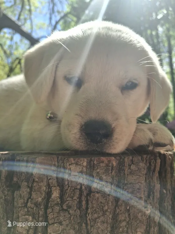 Willow – Labrador Retriever puppy for sale in Rocky Mount, VA