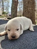 Willow, a female Labrador Retriever for sale in Rocky Mount, VA – Photo 1 of 3