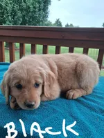 Maggie, a female Golden Retriever for sale in Rocky Mount, VA – 1 of 1