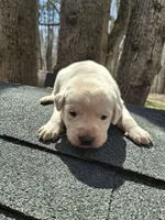 Pearl, a female Labrador Retriever for sale in Rocky Mount, VA – Photo 4 of 4