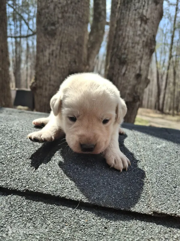 Pearl – Labrador Retriever puppy for sale in Rocky Mount, VA