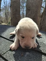 Pearl, a female Labrador Retriever for sale in Rocky Mount, VA – Photo 3 of 4