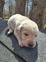 Pearl, a female Labrador Retriever for sale in Rocky Mount, VA – Photo 2 of 4