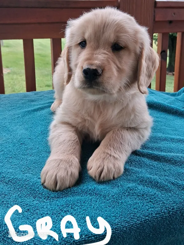 Leo – Golden Retriever puppy for sale in Rocky Mount, VA