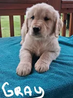 Leo, a female Golden Retriever for sale in Rocky Mount, VA – 1 of 1