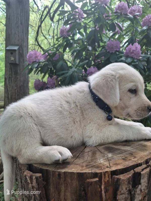 Pearl – Labrador Retriever puppy for sale in Rocky Mount, VA