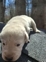 Max, a female Labrador Retriever for sale in Rocky Mount, VA – Photo 4 of 4
