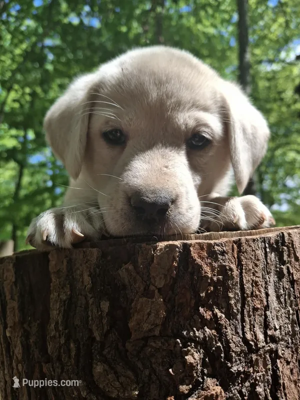 Max – Labrador Retriever puppy for sale in Rocky Mount, VA