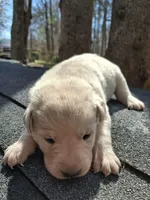 Max, a female Labrador Retriever for sale in Rocky Mount, VA – Photo 1 of 4