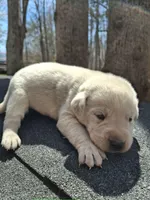 Max, a female Labrador Retriever for sale in Rocky Mount, VA – Photo 3 of 4