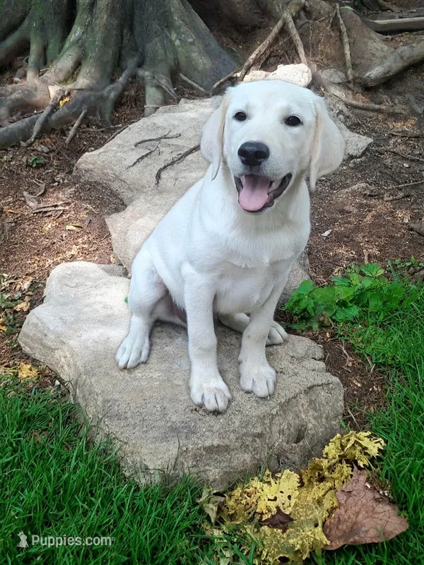 Sam – Labrador Retriever puppy for sale in Rocky Mount, VA