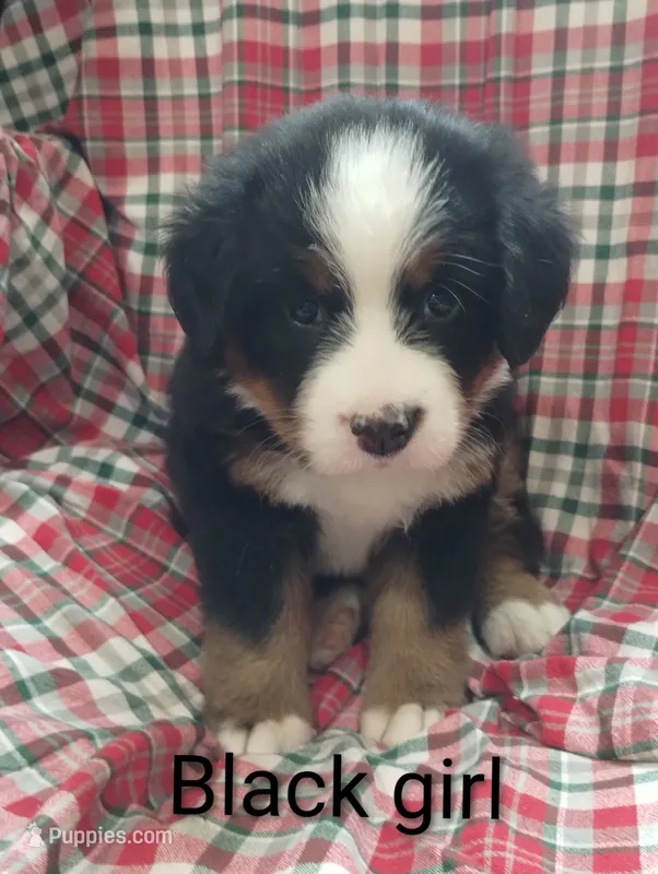 Black girl  – Bernese Mountain Dog puppy for sale in Malone, NY