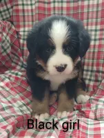 Black girl , a female Bernese Mountain Dog for sale in Malone, NY – 1 of 1