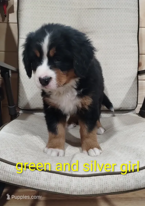 Green - silver  – Bernese Mountain Dog puppy for sale in Malone, NY