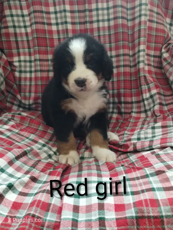 Red girl  – Bernese Mountain Dog puppy for sale in Malone, NY