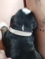 Gray girl , a female Bernese Mountain Dog for sale in Malone, NY – 1 of 2