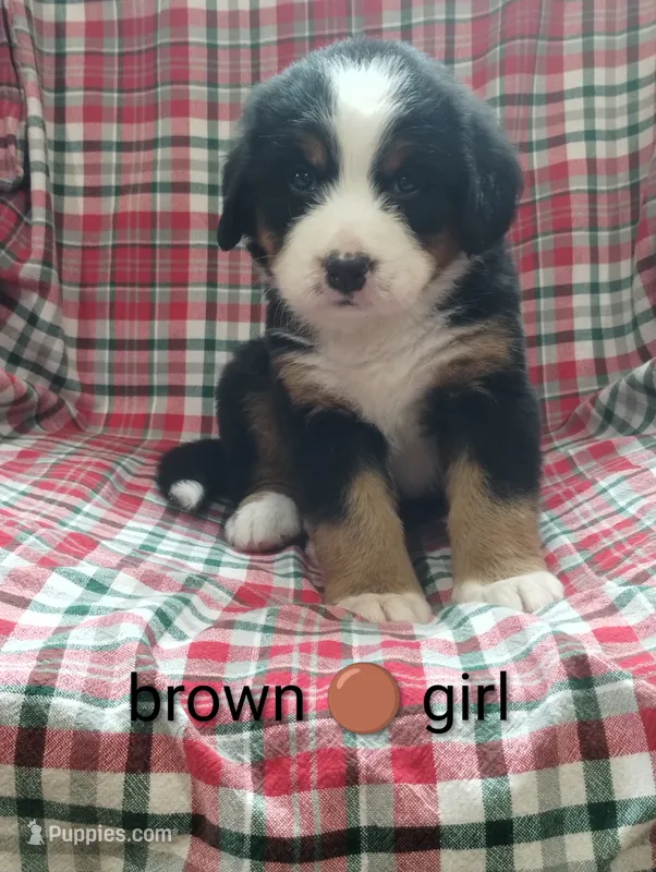 Brown collar – Bernese Mountain Dog puppy for sale in Malone, NY