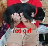 Red girl , a female Bernese Mountain Dog for sale in Malone, NY – 3 of 3