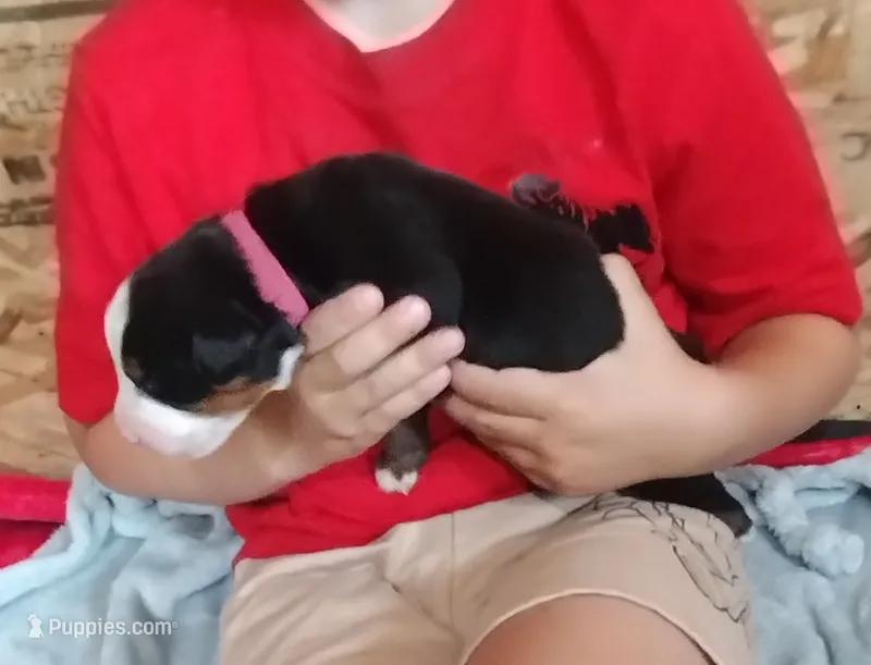 Pink girl  – Bernese Mountain Dog puppy for sale in Malone, NY