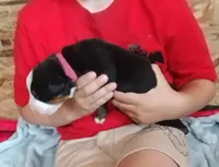 Pink girl , a female Bernese Mountain Dog for sale in Malone, NY – 1 of 2