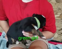 Green girl , a female Bernese Mountain Dog for sale in Malone, NY – 2 of 2