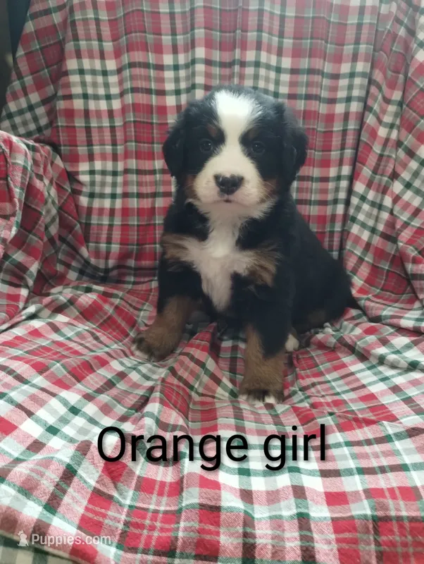 Orange girl  – Bernese Mountain Dog puppy for sale in Malone, NY